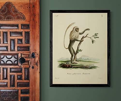 Crno-bijeli Colobus Primate Monkey Vintage Wildlife učionica ured dekor Zoologija Antique Illustration Fine